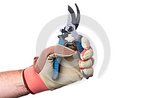 gloved hand holds a garden pruner. Isolated on a white background photo