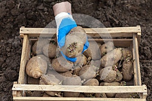 A gloved hand holds a potato tuber before planting, a box of potato seeds in the background