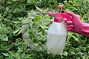 A gloved hand with a sprayer handles plants in the garden.