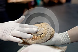 Gloved Hand Touches Human Brain At Science Expo