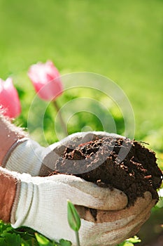 Gloved hands holding garden soil outside