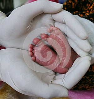 Gloved hands holding tiny baby feet medical care of new born baby in hospital holding baby feet in hands