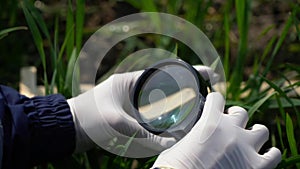 gloved hands with a magnifying glass in the green grass