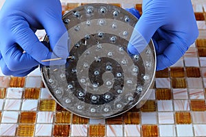 Gloved hands to clean the shower head from scale, hard water