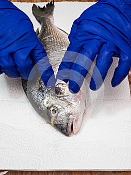 Gloved hands wipe and dry gills of fish with paper