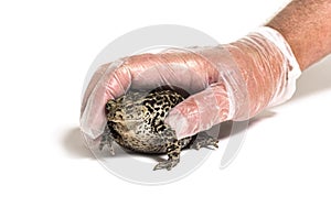 Gloved Human hand catching European common toad, Bufo bufo