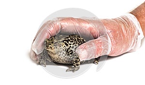 Gloved Human hand catching European common toad, Bufo bufo