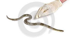 Gloved Human hand catching a viperine water snake, Natrix maura, , nonvenomous and Semiaquatic snake