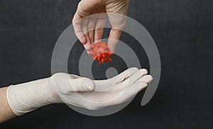 Gloveless hand holds dangerous red coronavirus, wants to put virus his hand in white medical disposable rubber latex glove, on