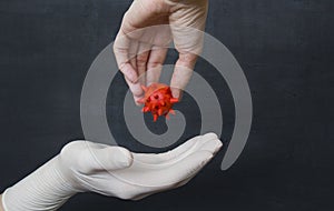 Gloveless hand holds dangerous red coronavirus, wants to put virus his hand in white medical disposable rubber latex glove, on