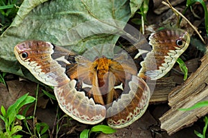 Glover's Silk Moth; Hyalophora Gloveri