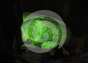 Ghost mushroom glowing fungi photo