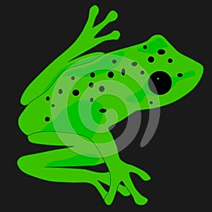 Adorable and amazing spotted tree frog