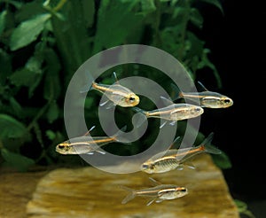 Glow Light Tetra, hemigrammus gracilis, Aquarium Fishes