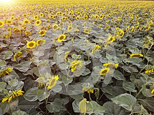 Glow of sunlight on a sunflower field, sunset over the area with blooming sunflowers