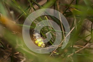 Glow-worm hang on a grass blade