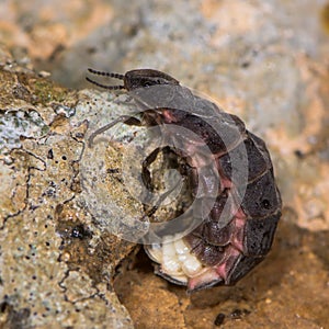 Glow-worm (Lampyris noctiluca) female with abdomen visible