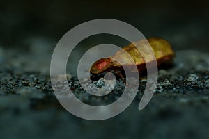 Glow Worm - Lampyris noctiluca female in the night, midnight in Croatia, luring males