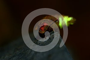 Glow Worm - Lampyris noctiluca female in the night, midnight in Croatia, luring males
