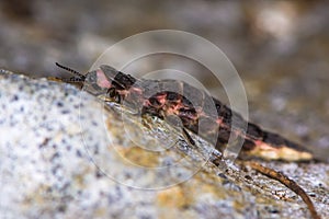 Glow-worm (Lampyris noctiluca) female in profile