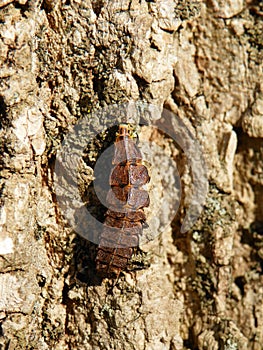 Glow Worm larva crawling up tree bark