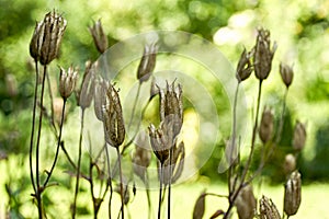 Glower seed pods on stem in a garden