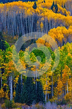 Glowing Aspen