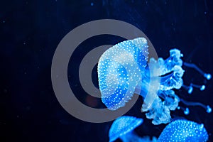Glowing Blue Jellyfishes