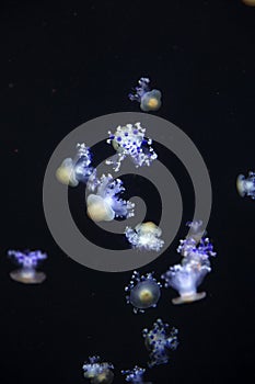 Glowing Blue Jellyfishes.