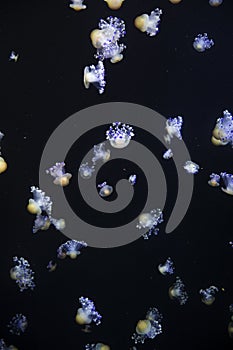 Glowing Blue Jellyfishes.