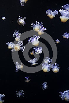 Glowing Blue Jellyfishes.