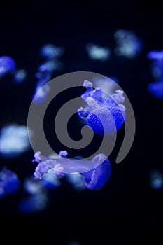 Glowing Blue Jellyfishes.