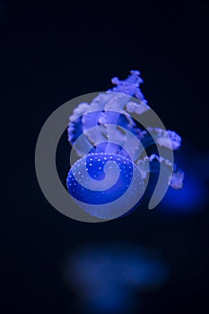 Glowing Blue Jellyfishes.