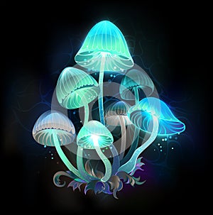 Glowing blue toadstools on black background