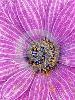 glowing bright purple daisy with complex dark blue and gold center