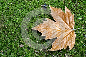Glowing brown maple leaf on green grass