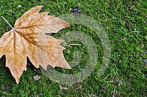 Glowing brown maple leaf on green grass. In the corner