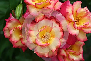 Glowing cluster of bright pink and yellow roses grow against a green spring background
