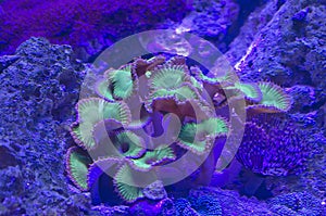 A glowing coral reef under the ocean