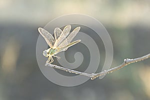 Dragonfly on a thin twig photo