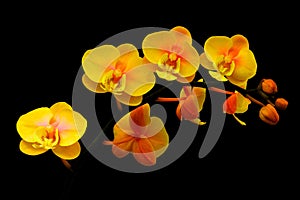 Glowing dual color phalaenopsis orchids with dark background