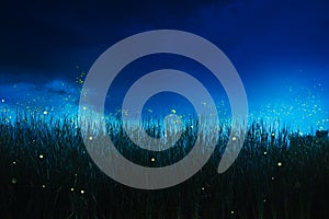 Firefly on a grass field at night photo