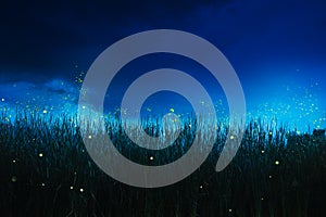 Firefly on a grass field at night