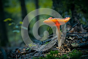 Glowing fly agaric mushroom