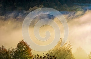 Glowing fog rise over the forest on hillside