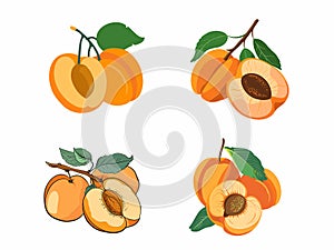 Glowing Gold - Illustration of an Apricot