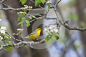 Glowing Golden Blue-winged Warbler