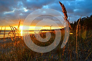 Glowing golden yellow ears of grass in light of sunset on shore of Lake Ladoga, autumn