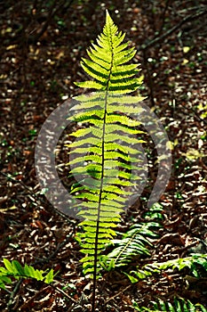 Glowing green fern in Lake Towada - Towada, Aomori, Japan