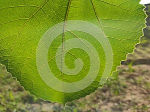 Glowing green leaf with veins